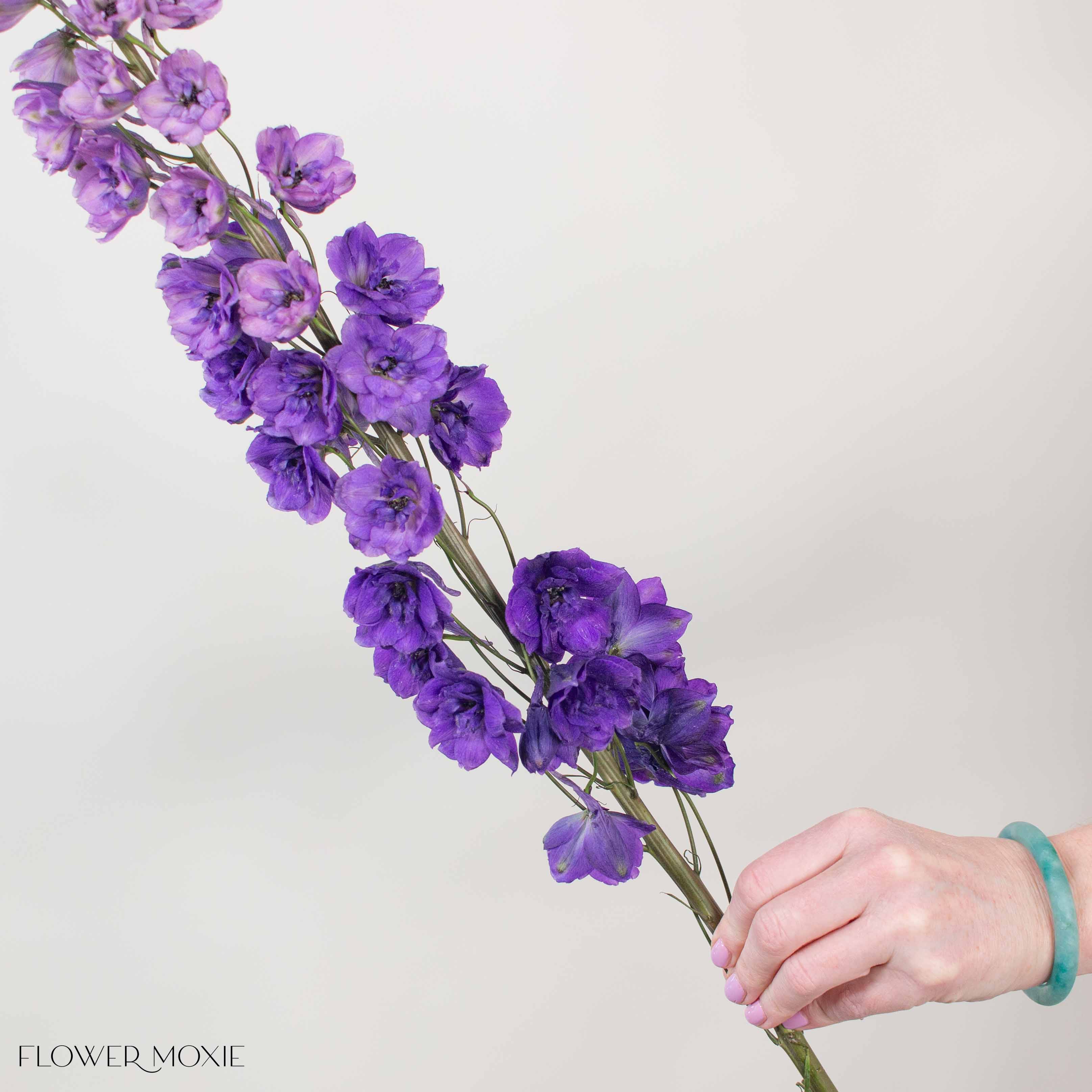 Giant Purple Hybrid Delphinium Flower
