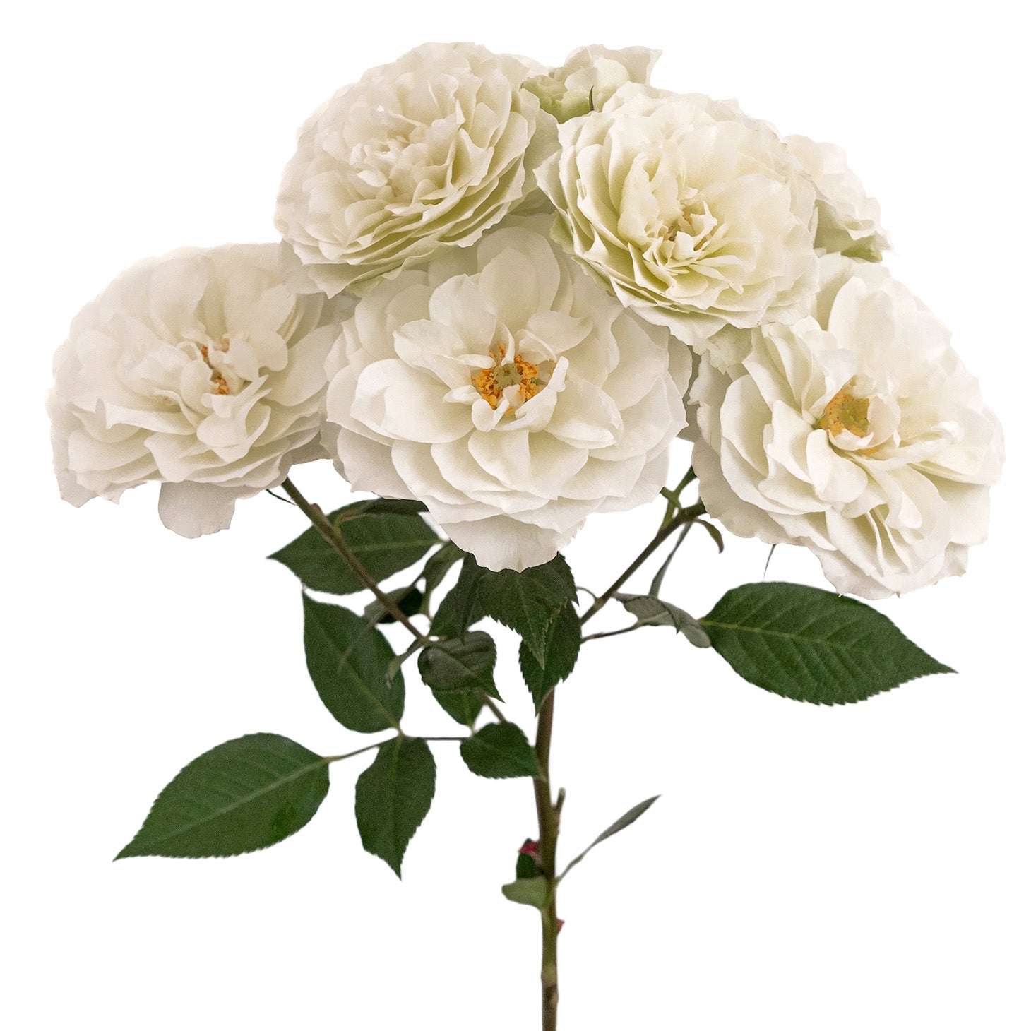White Blanche Spray Garden Roses
