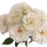 White Blanche Spray Garden Roses
