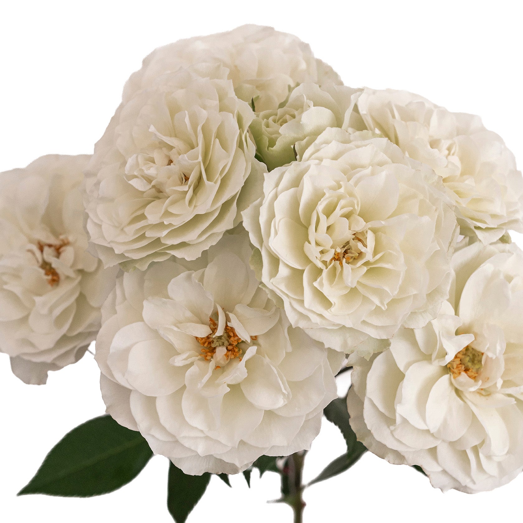 White Blanche Spray Garden Roses
