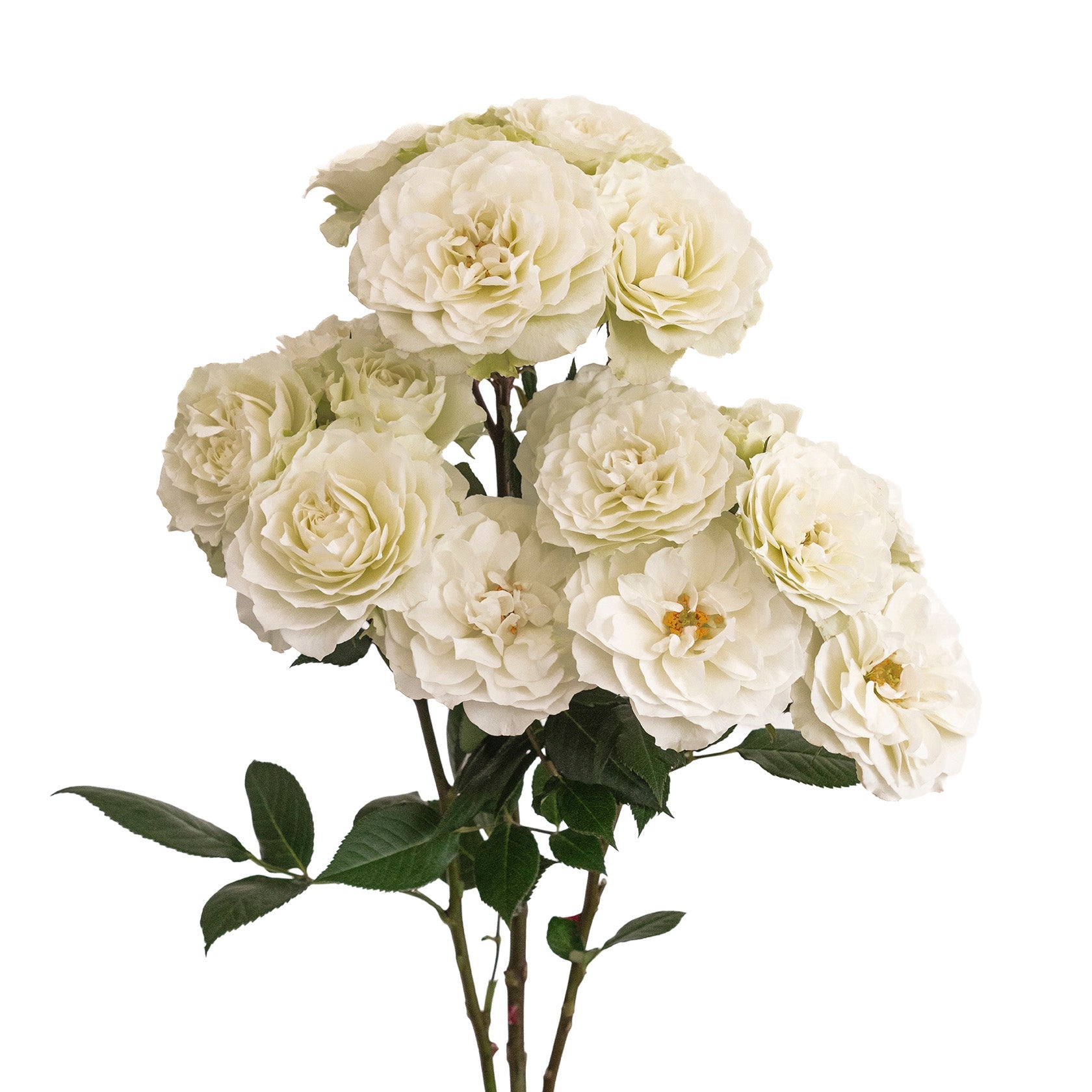 White Blanche Spray Garden Roses

