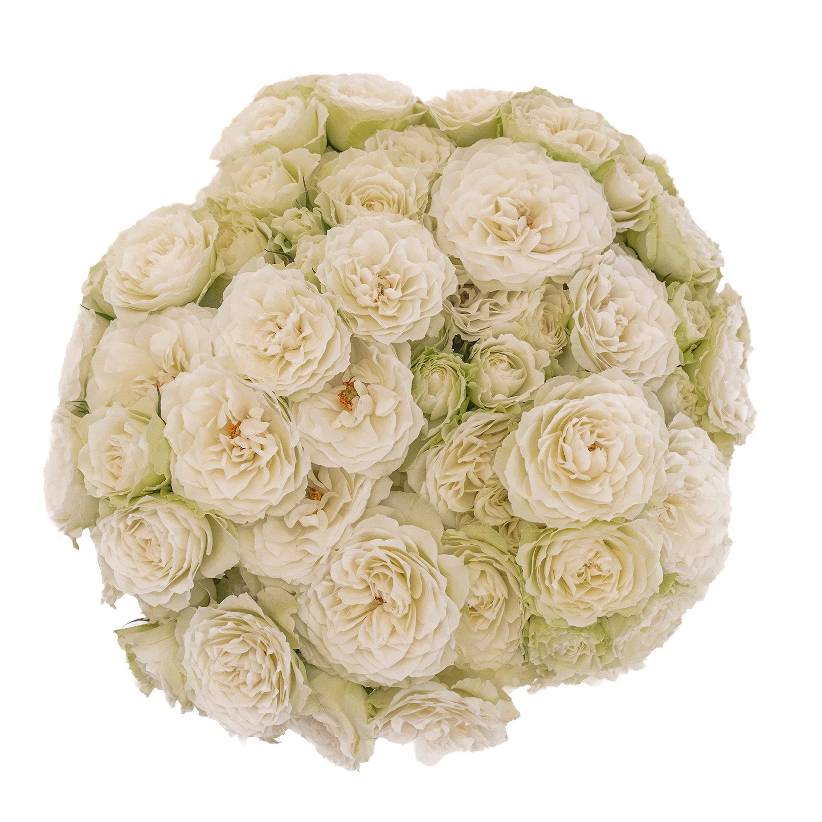 White Blanche Spray Garden Roses
