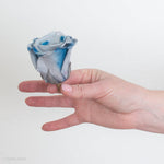 Blue Preserved Roses