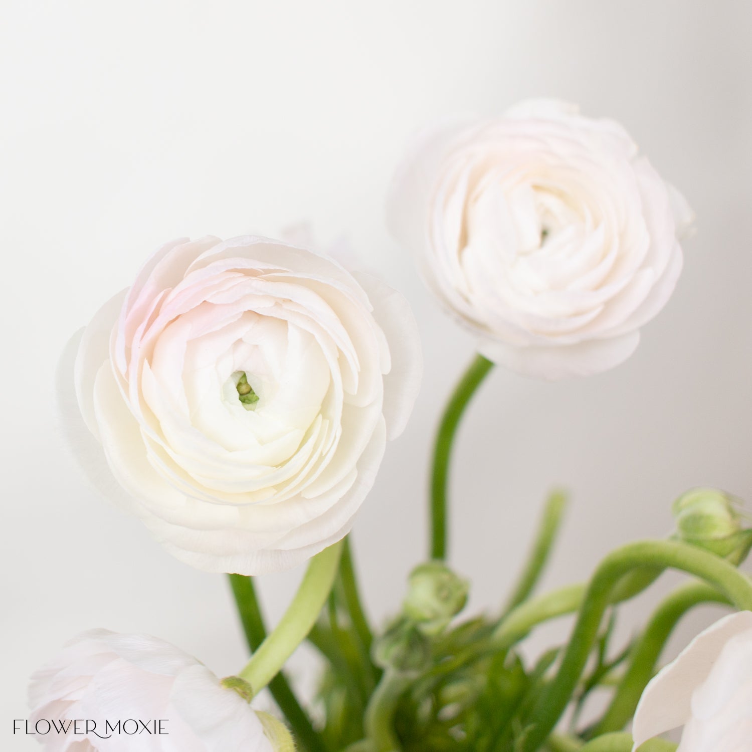 Blush Hanoi Ranunculus Flower