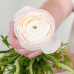 Blush Hanoi Ranunculus Flower