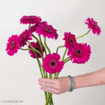 Boost Deep Pink Mini Gerbera
