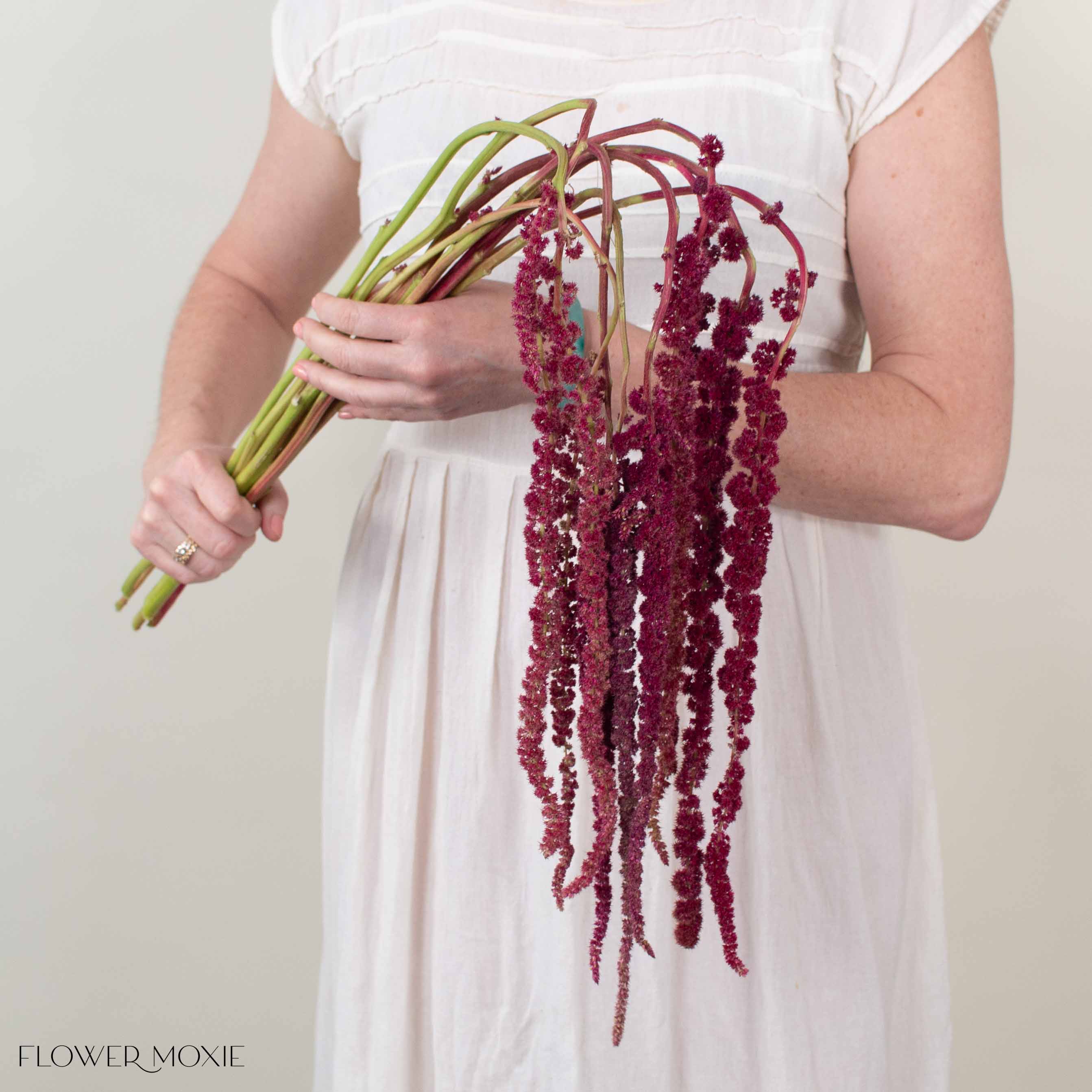 Burgundy Hanging Amaranthus Flower
