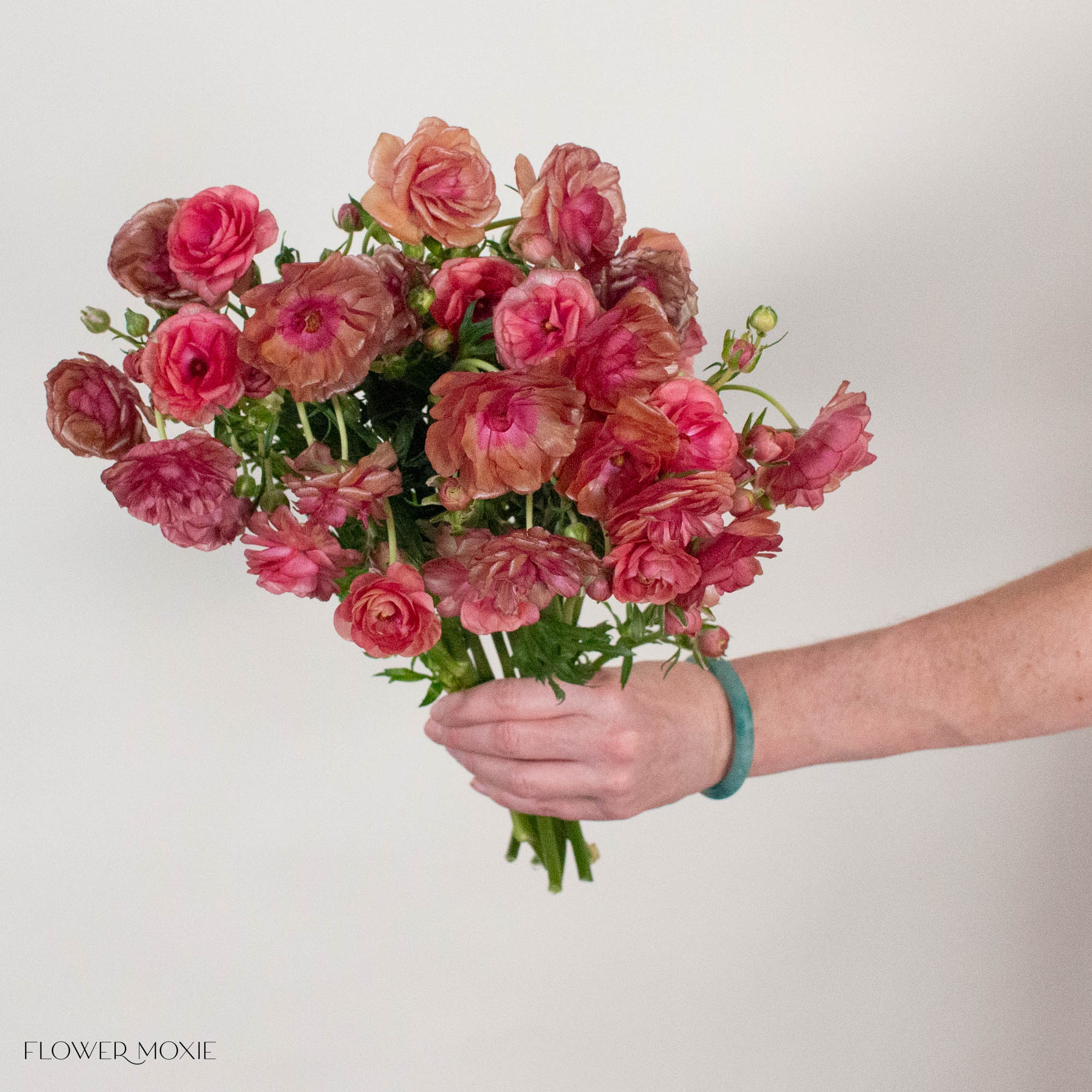 Mauve Coral Butterfly Ranunculus
