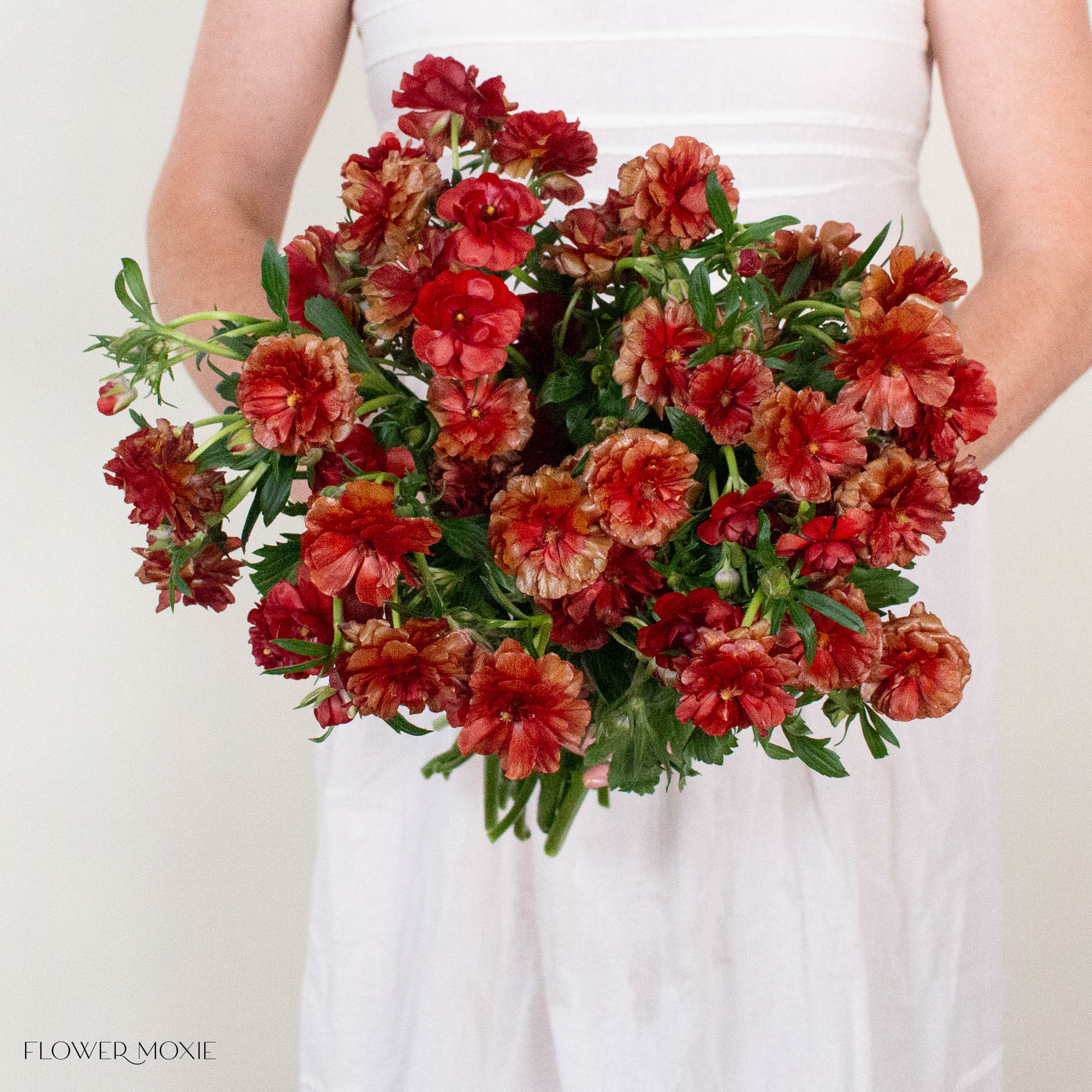 Red Butterfly Ranunculus
