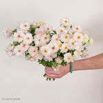 Blush Butterfly Ranunculus
