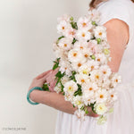 Blush Butterfly Ranunculus
