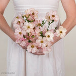 Light Pink Butterfly Ranunculus
