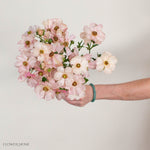 Light Pink Butterfly Ranunculus
