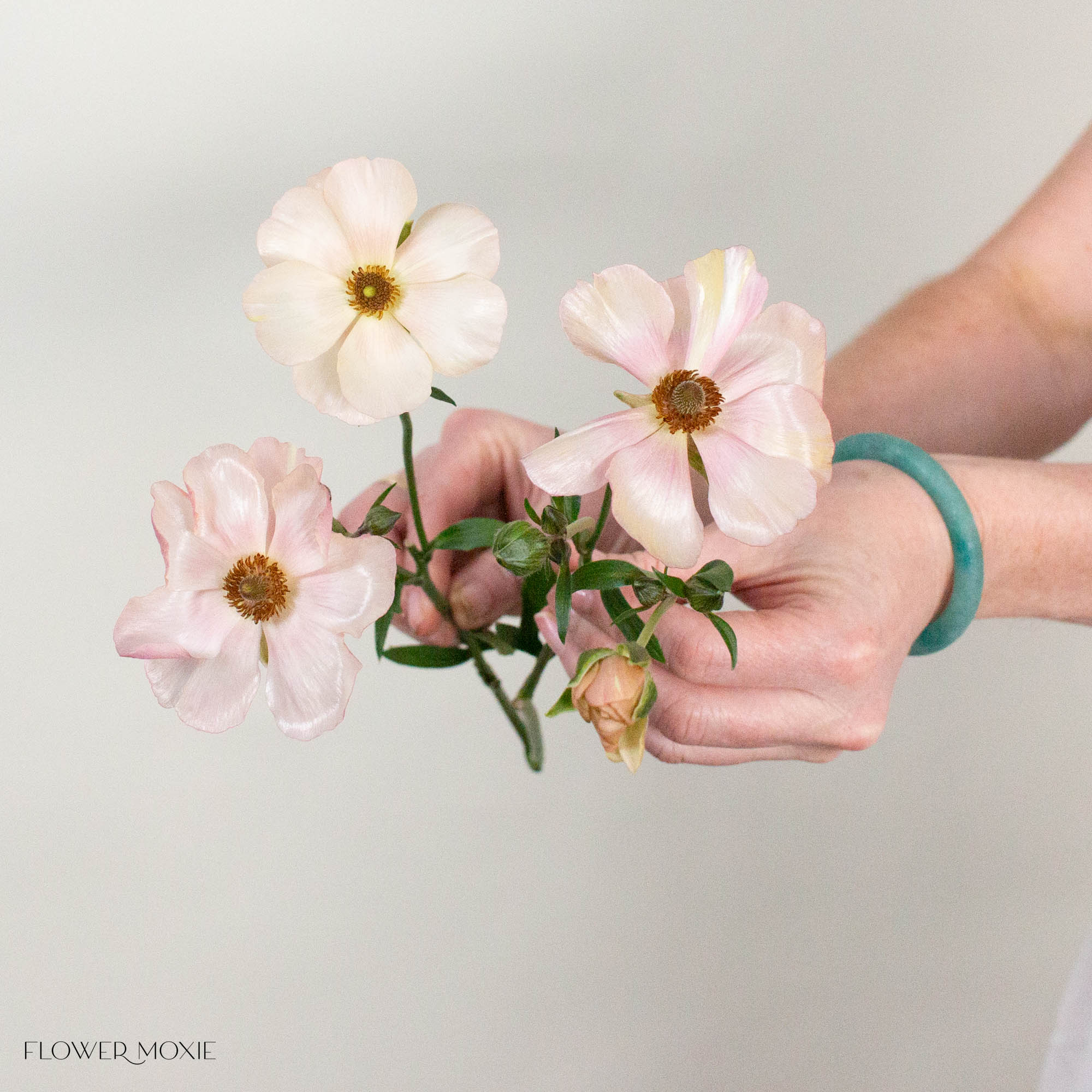 Light Pink Butterfly Ranunculus
