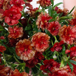 Red Butterfly Ranunculus
