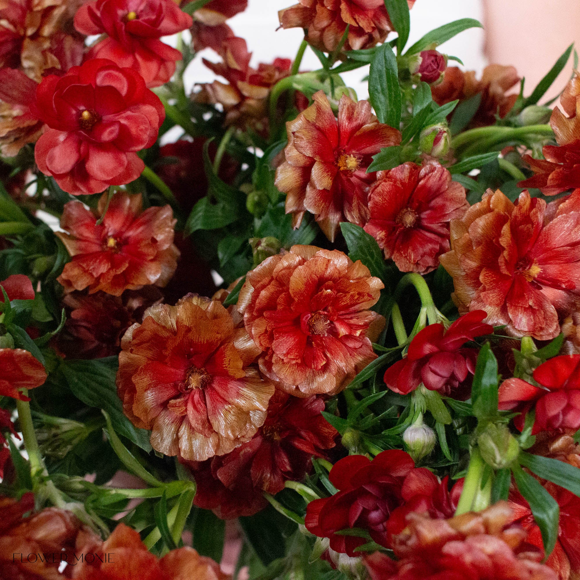 Red Butterfly Ranunculus
