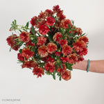 Red Butterfly Ranunculus
