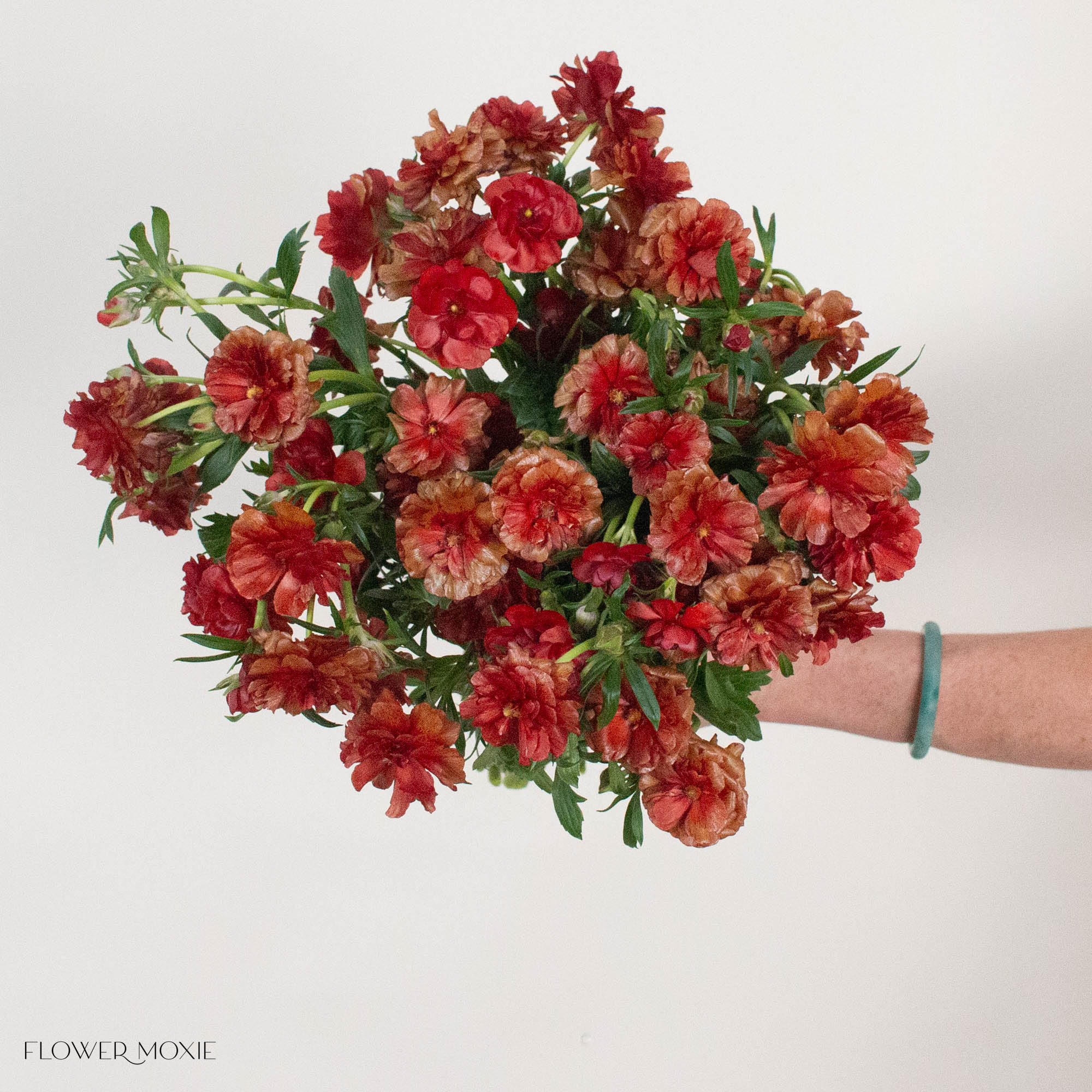 Red Butterfly Ranunculus
