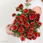 Red Butterfly Ranunculus
