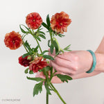 Red Butterfly Ranunculus
