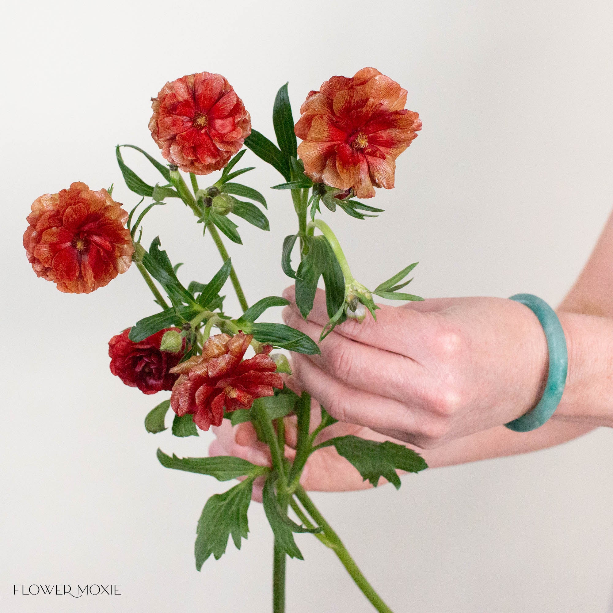 Red Butterfly Ranunculus
