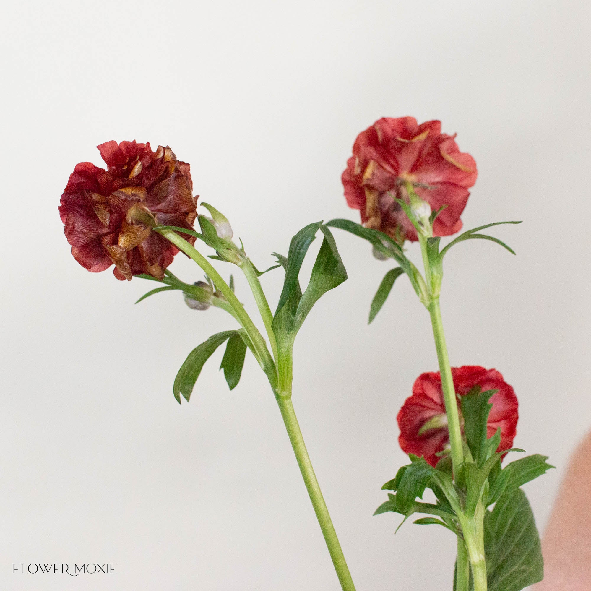 Red Butterfly Ranunculus
