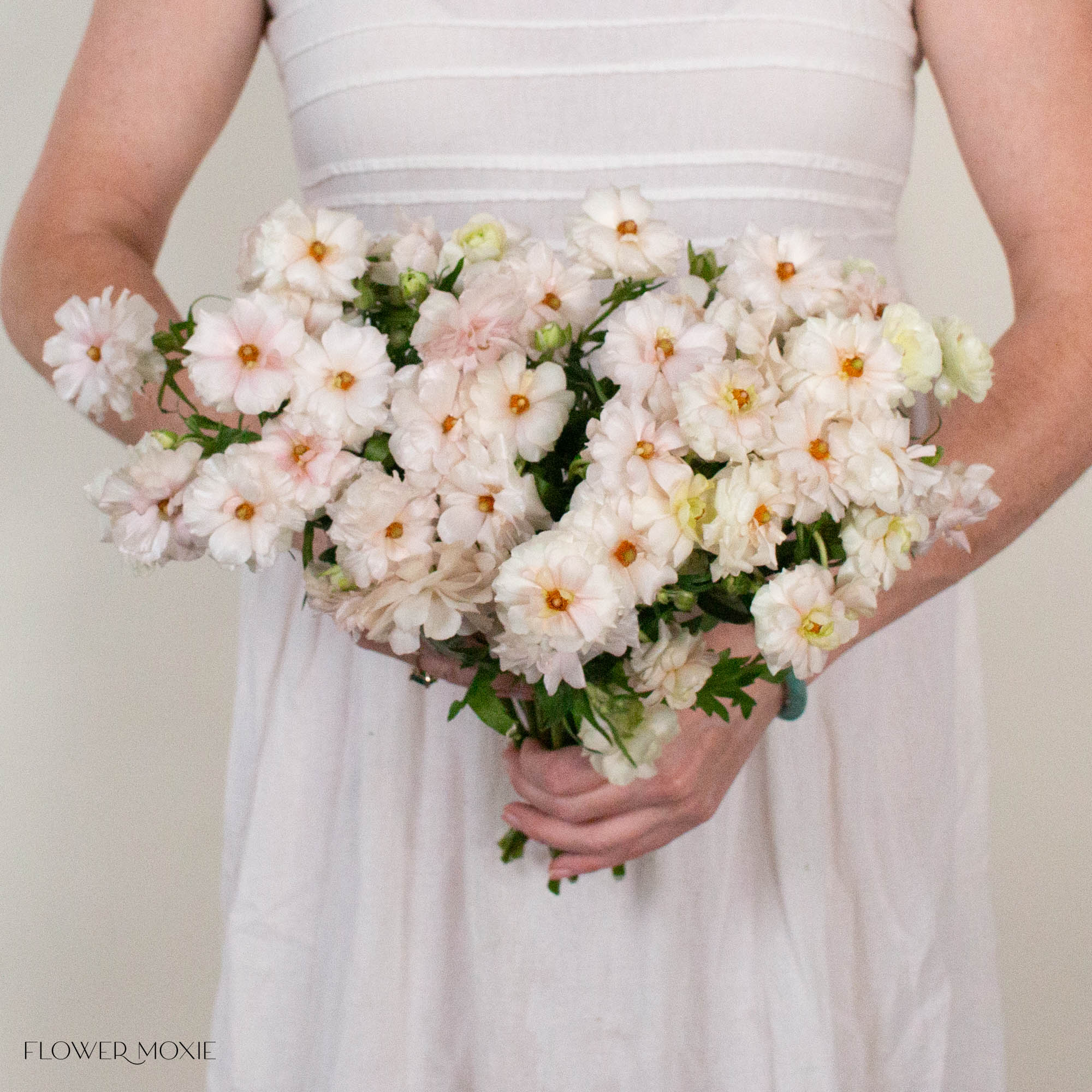 Blush Butterfly Ranunculus
