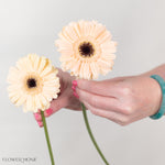 Cafe Light Peach Mini Gerbera
