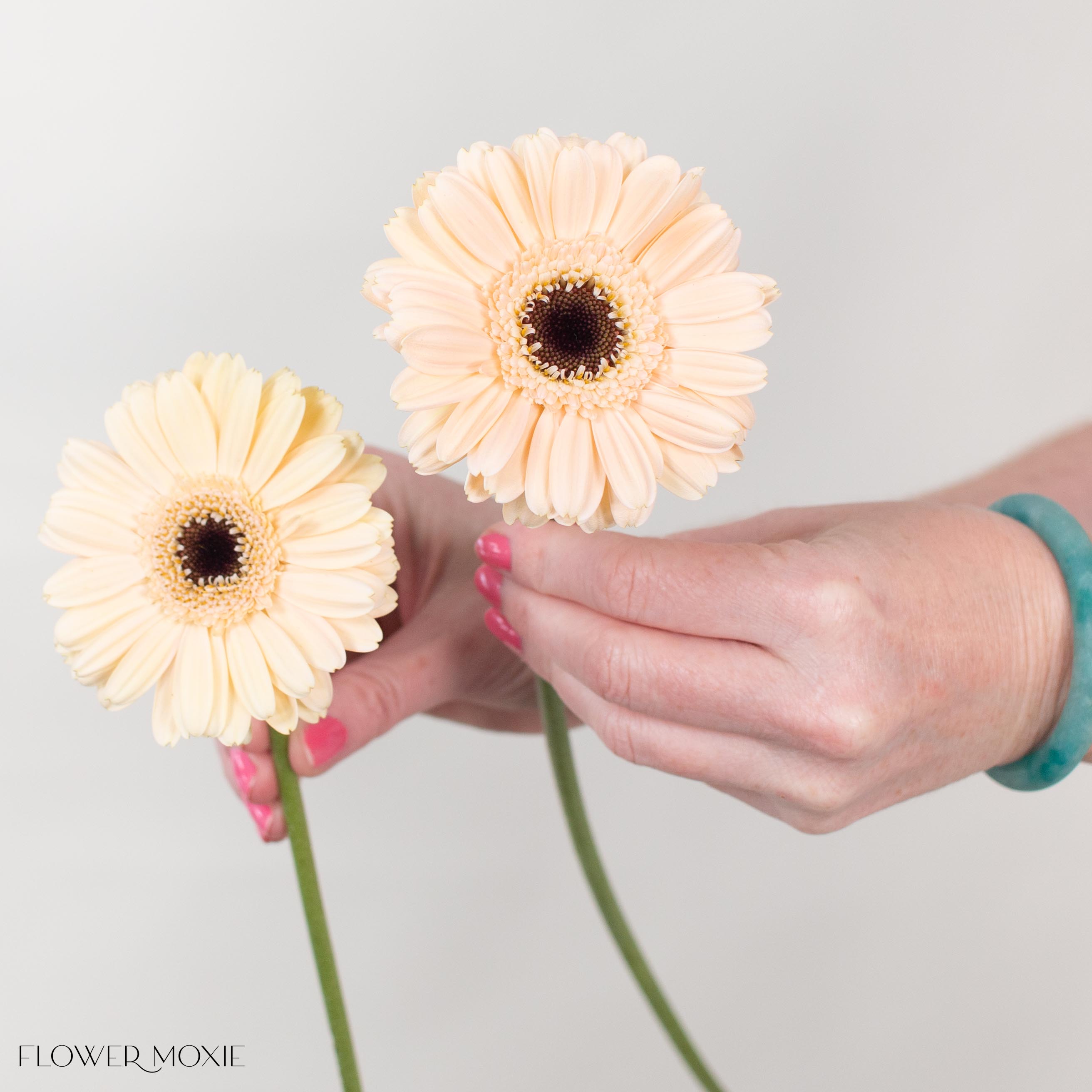 Cafe Light Peach Mini Gerbera
