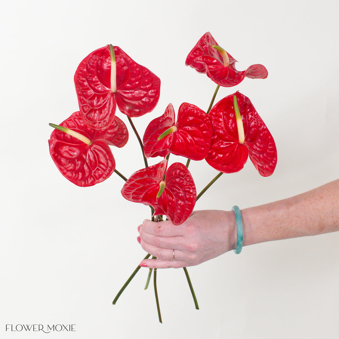 Calisto Dark Red Anthurium | Flower Moxie Flowers