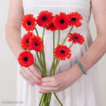 Caramba Orange Mini Gerbera
