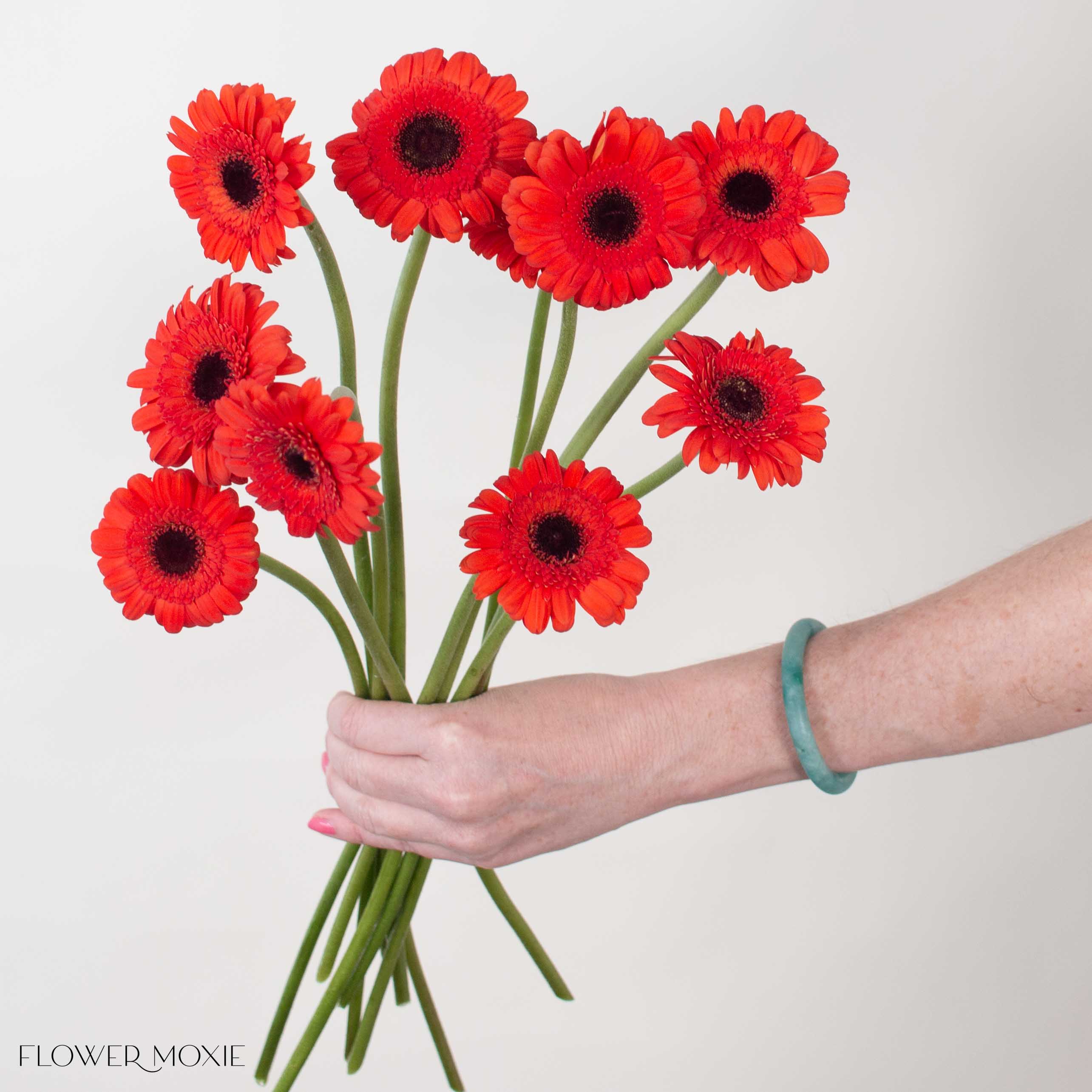 Caramba Orange Mini Gerbera
