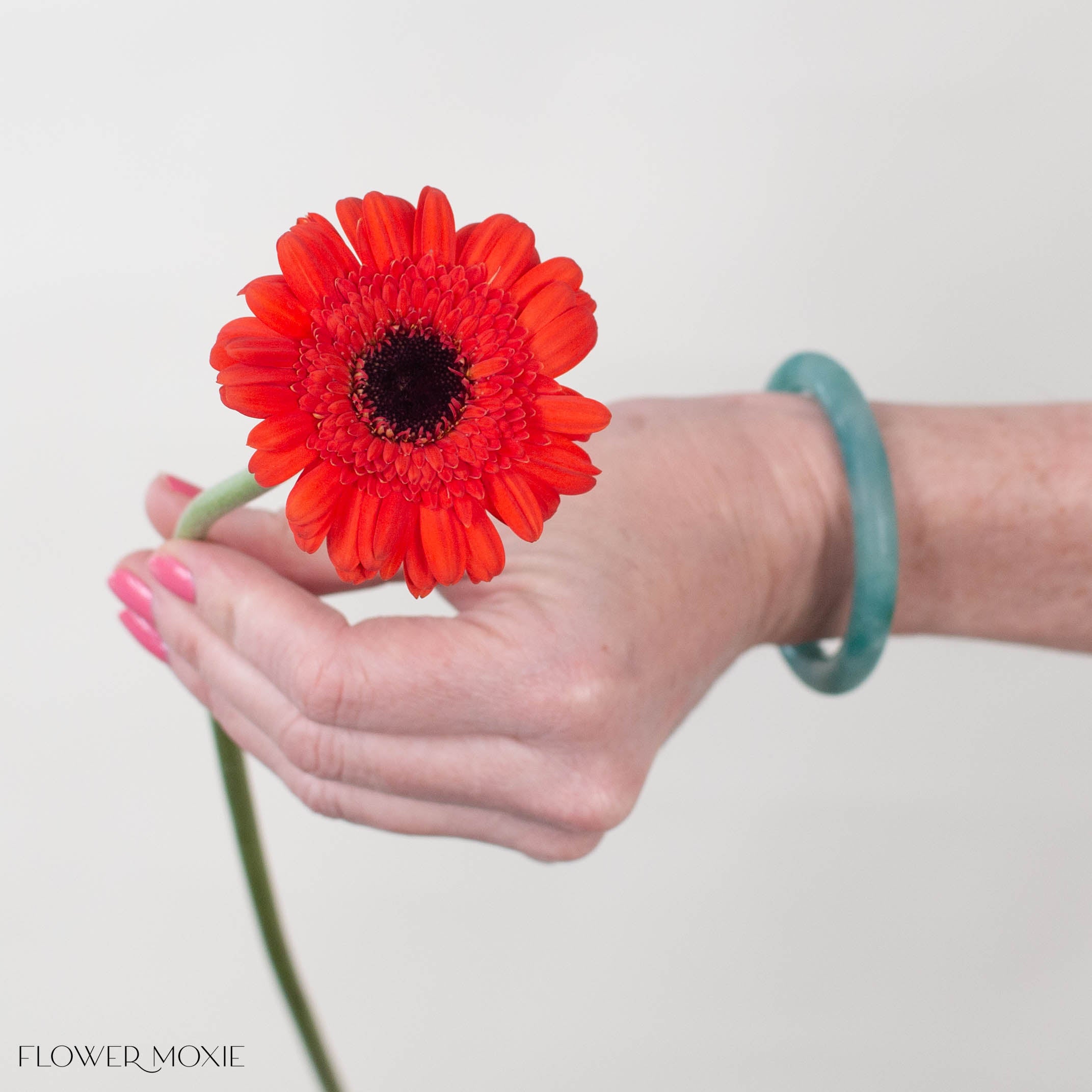 Caramba Orange Mini Gerbera
