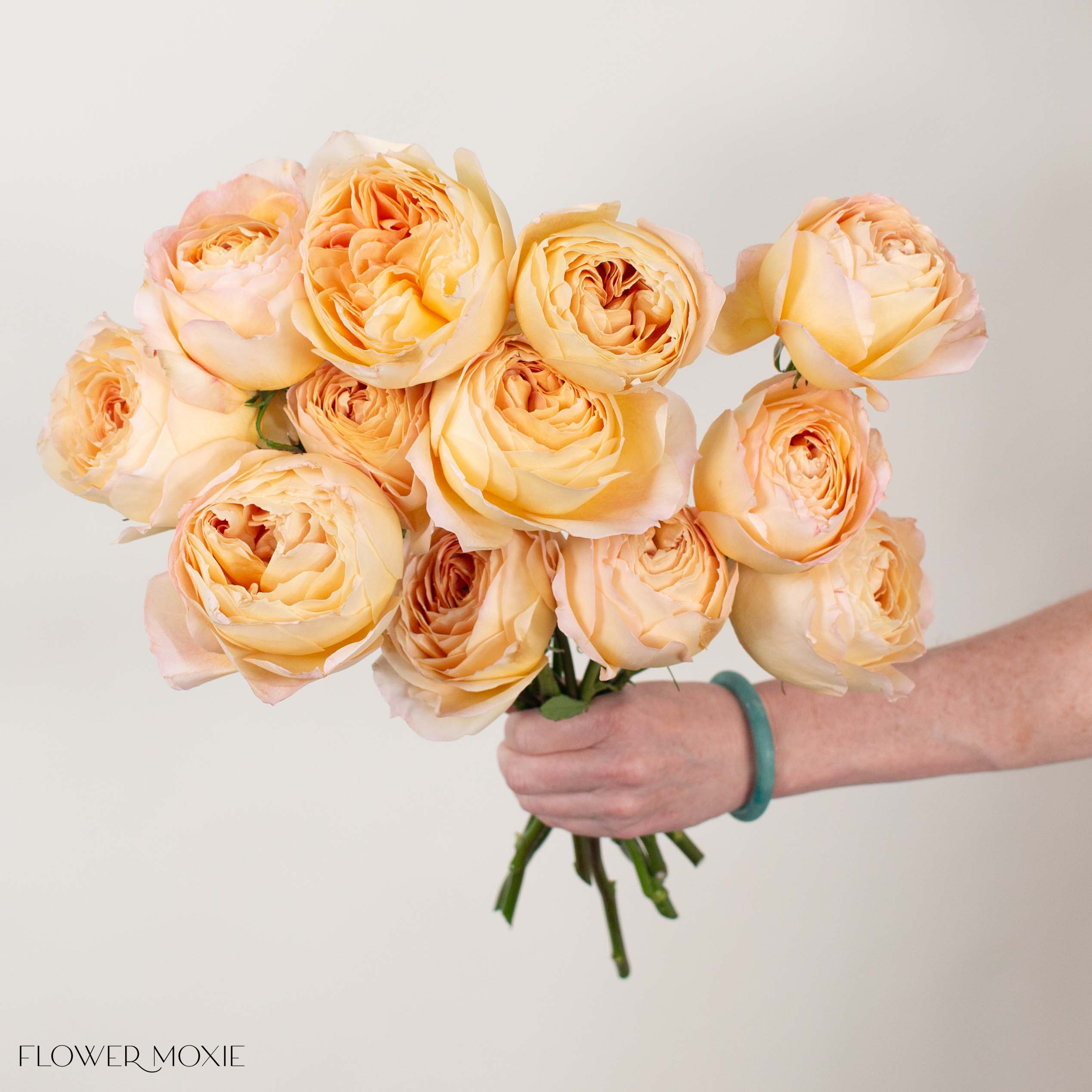 Sand Caramel Antike Garden Rose | DIY Wedding Flowers | Flower Moxie