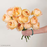 Sand Caramel Antike Garden Rose
