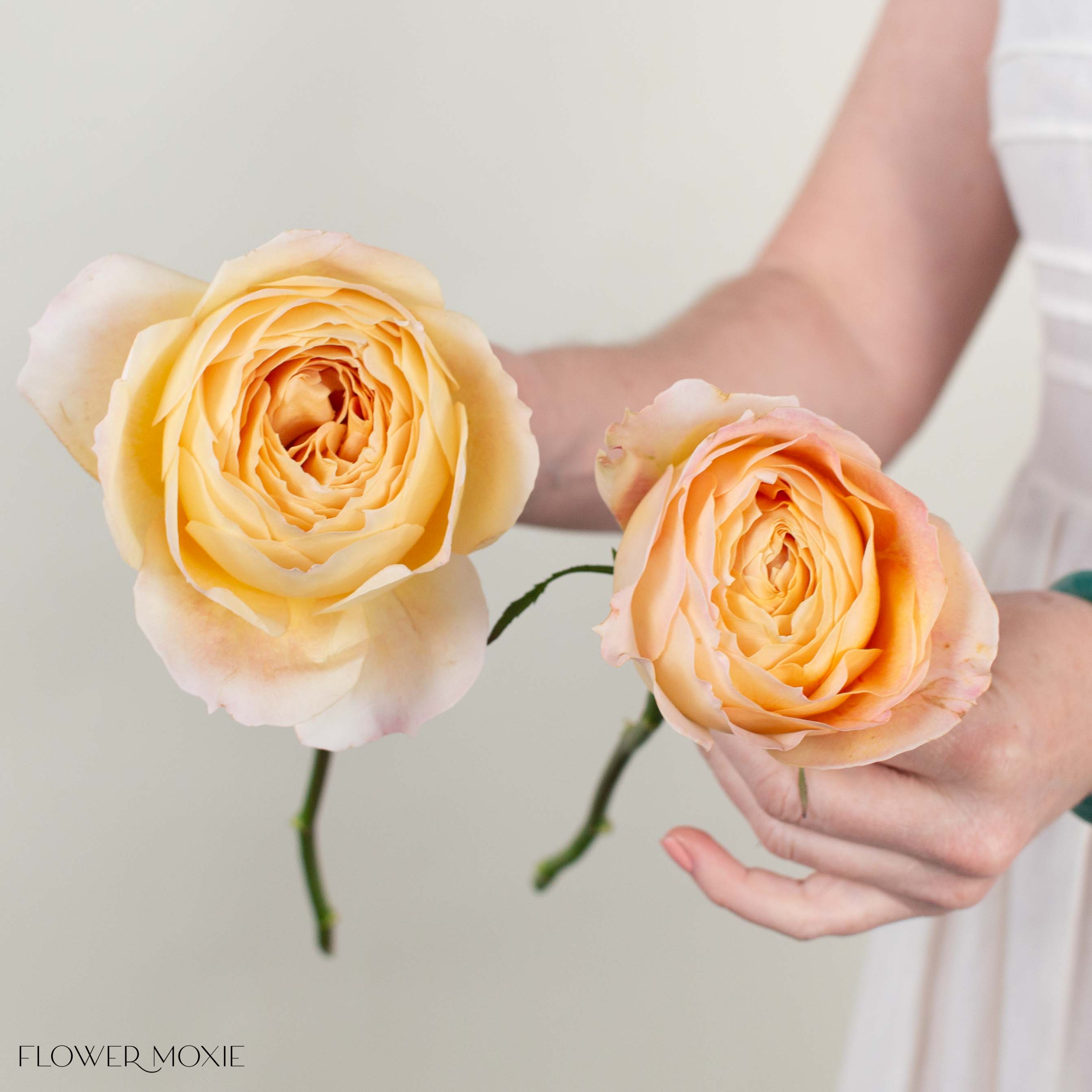 Sand Caramel Antike Garden Rose | DIY Wedding Flowers | Flower Moxie
