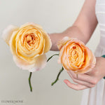 Sand Caramel Antike Garden Rose
