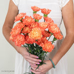Apricot Carnation Flower