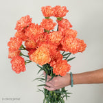 Apricot Carnation Flower