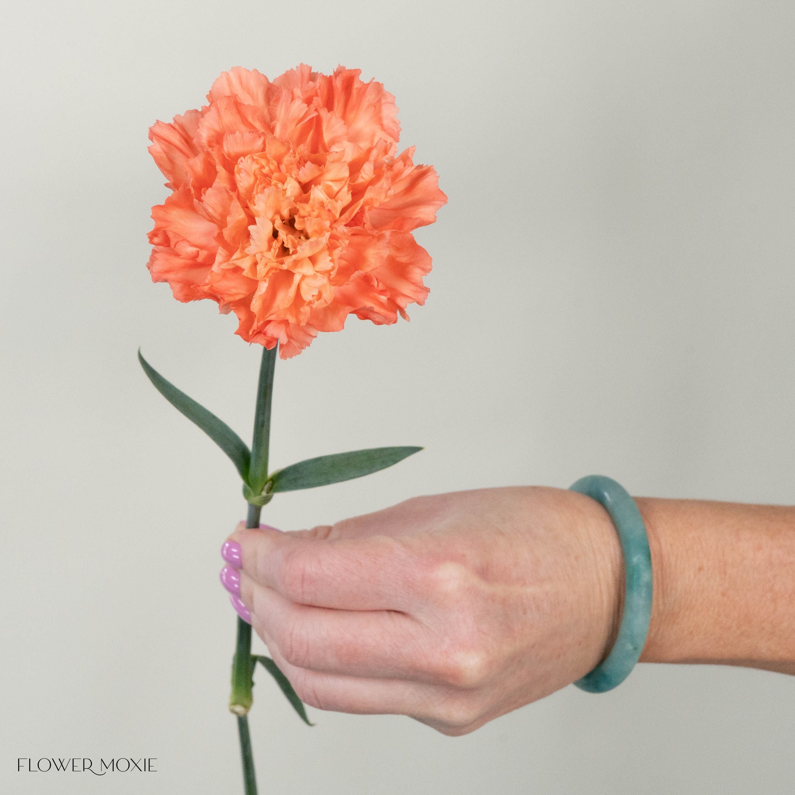 Apricot Carnation Flower
