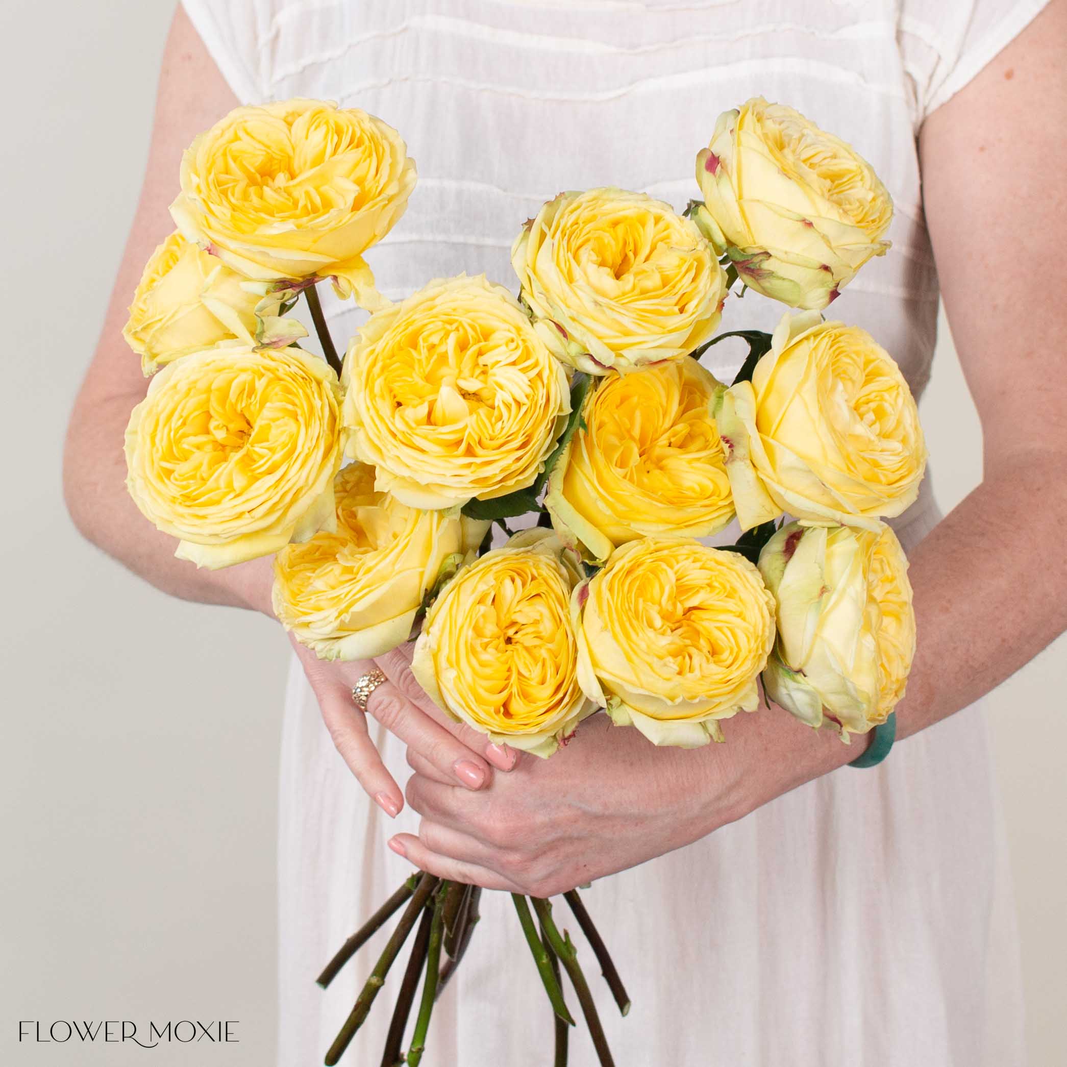 Yellow Catalina Garden Rose
