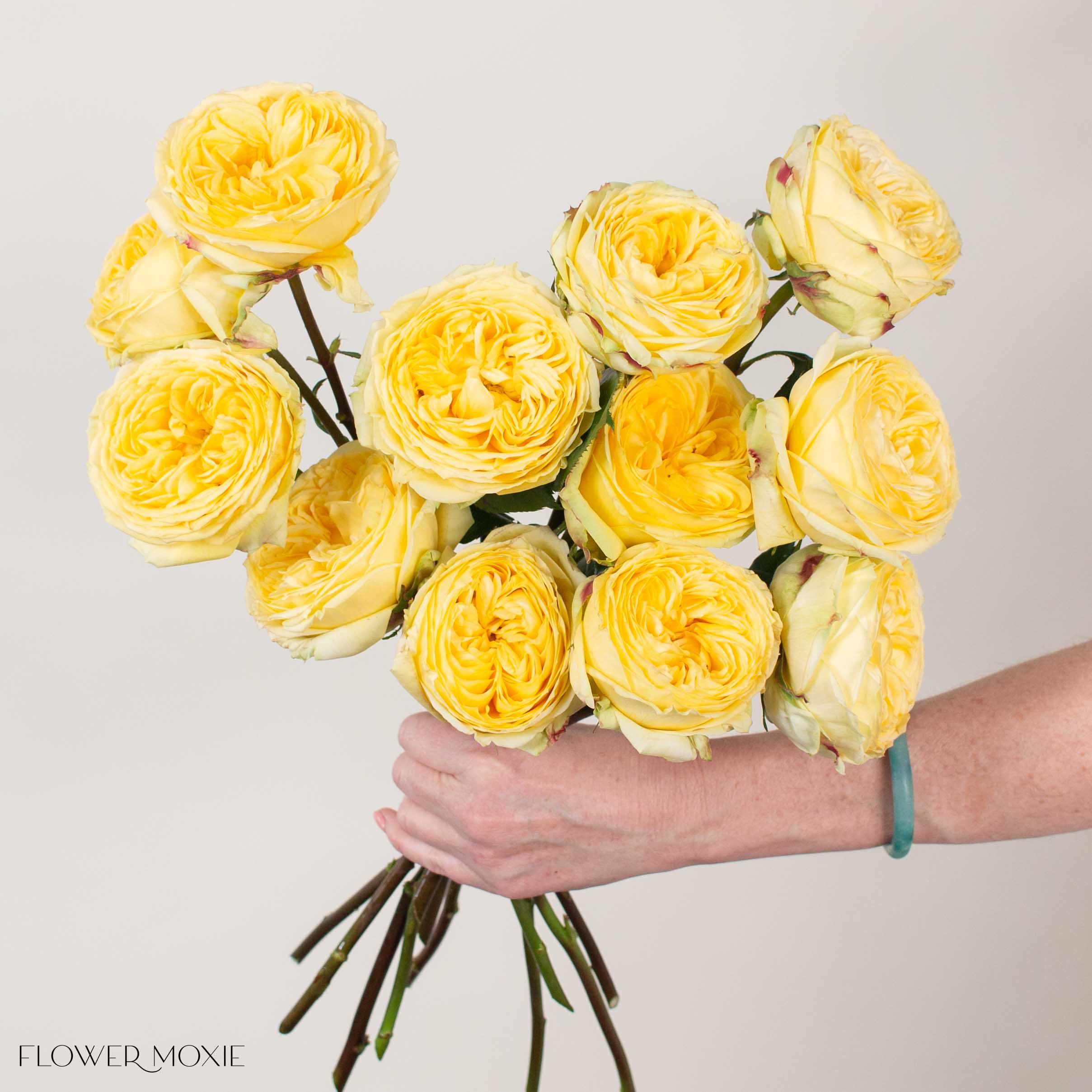 Yellow Catalina Garden Rose
