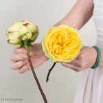 Yellow Catalina Garden Rose
