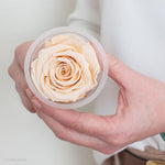 beige preserved rose