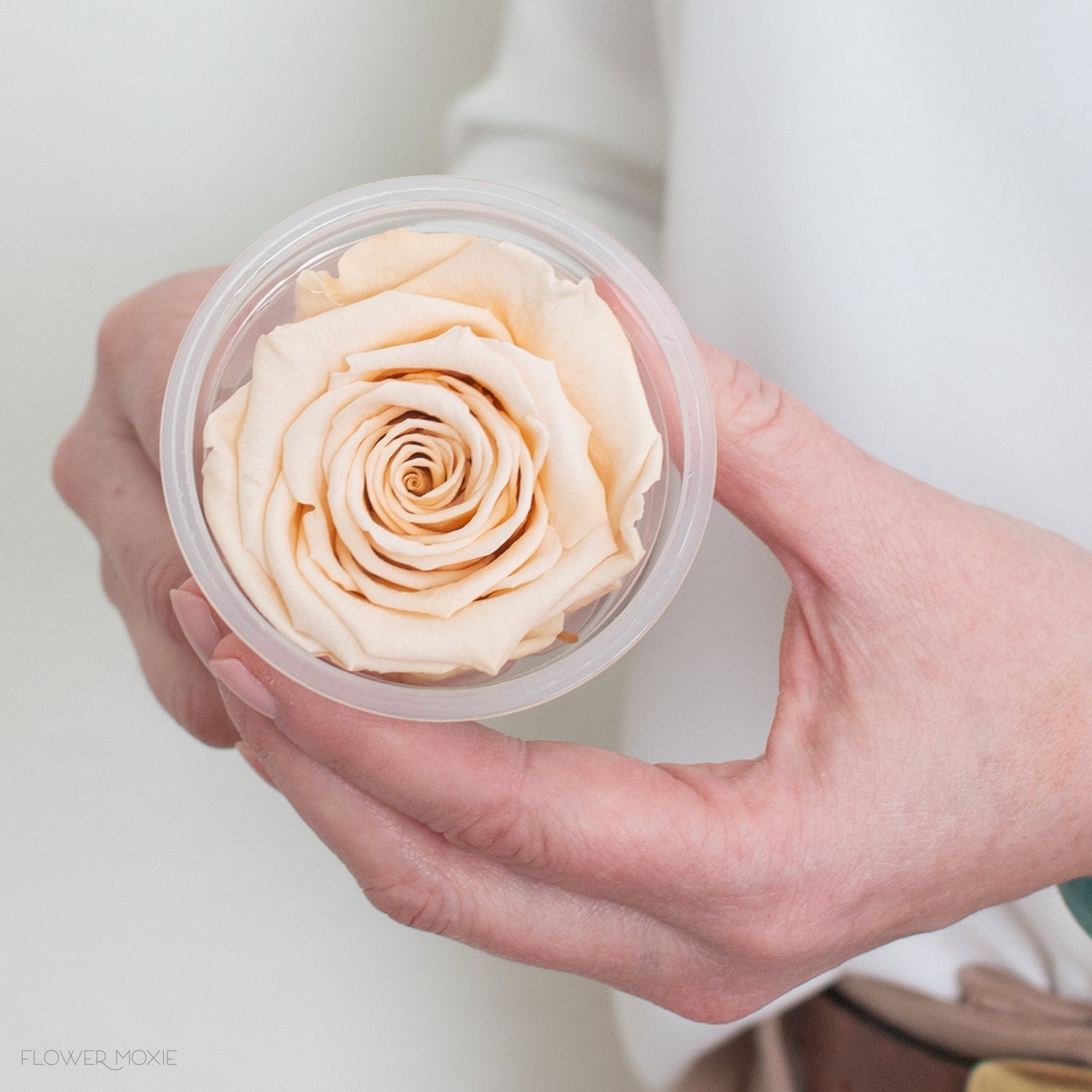 beige preserved rose