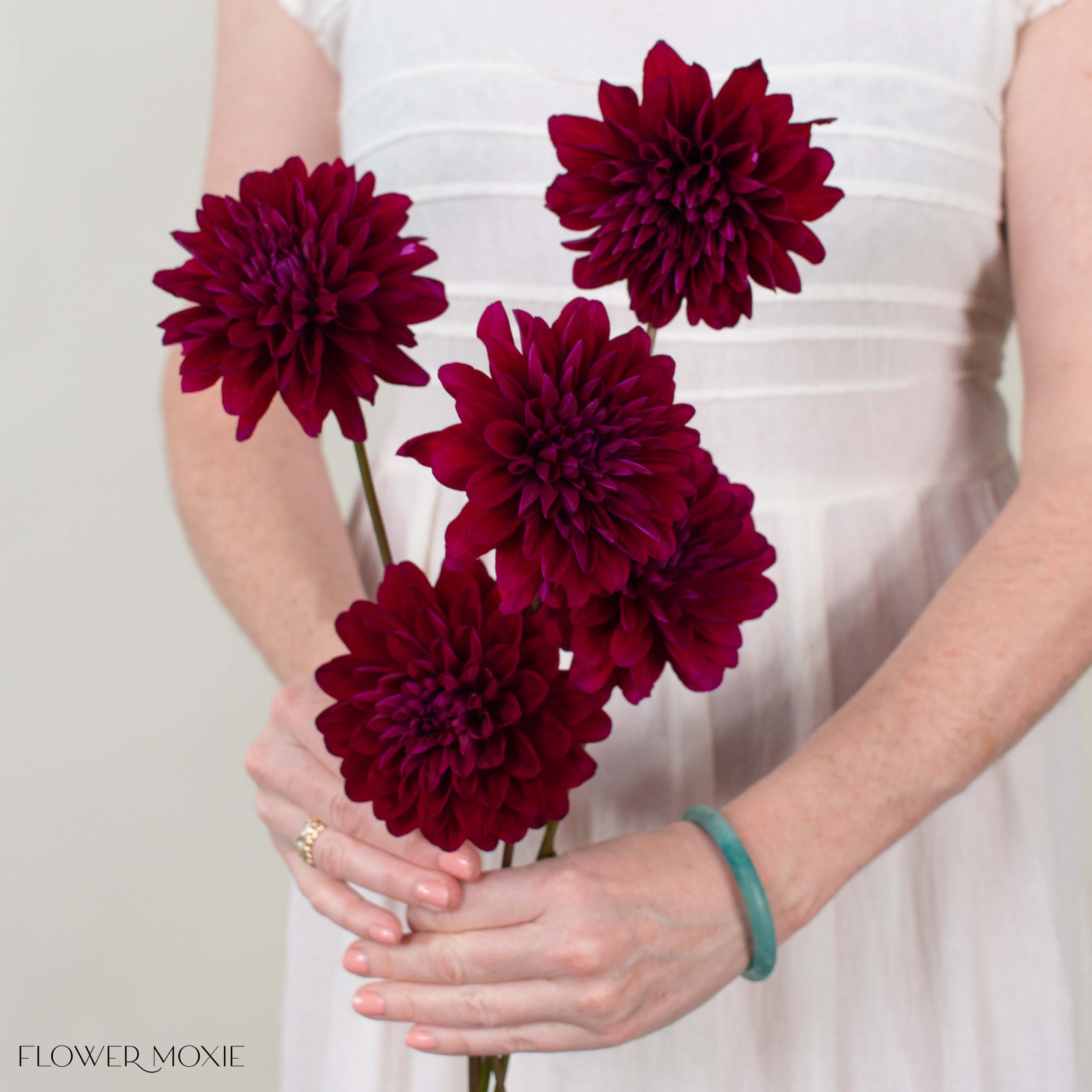 Burgundy Chocolate Dahlia Flower
