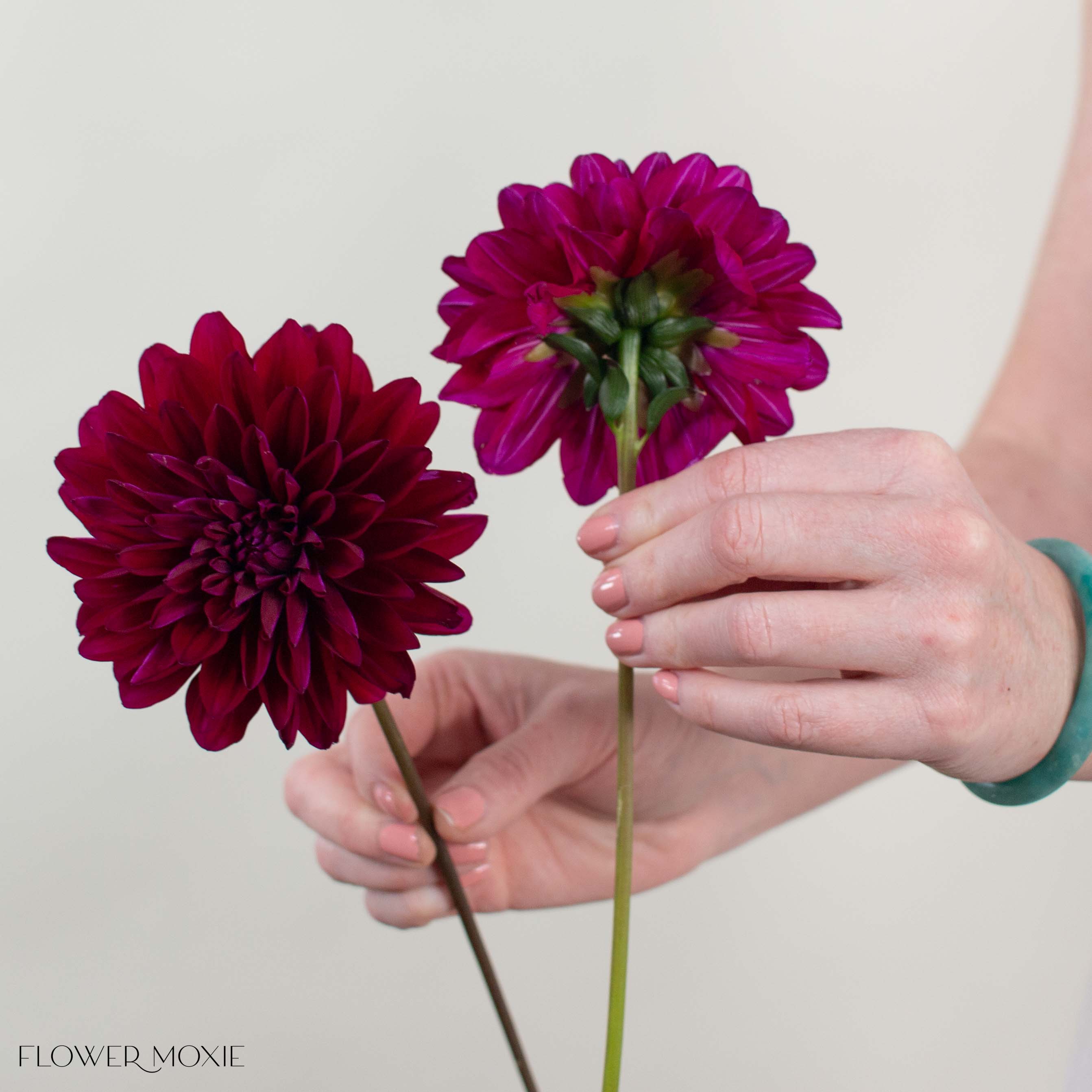 Burgundy Chocolate Dahlia Flower
