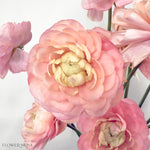 cloni success grand pastel ranunculus