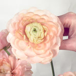 cloni success grand pastel ranunculus