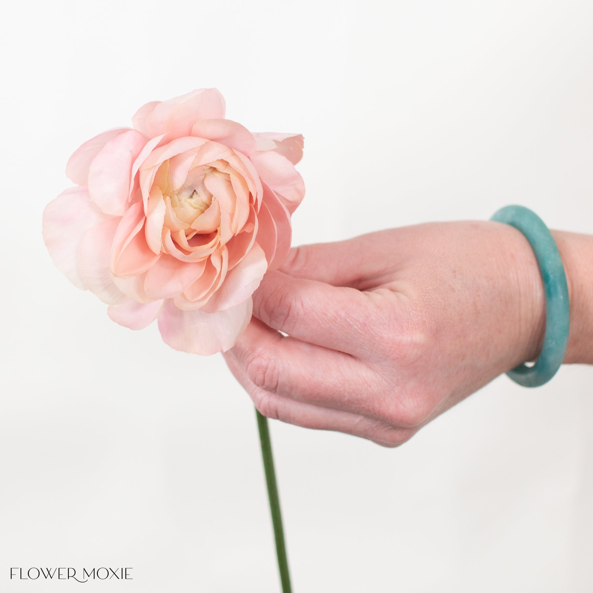 cloni success grand pastel ranunculus